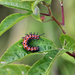 C is for caterpillar by cjwhite