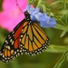 Monarch Buttterfly by judyc57