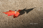 1st Oct 2012 - 275 long shadow