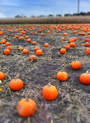 5th Oct 2012 - It's The Great Pumpkin