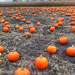 It's The Great Pumpkin by dakotakid35