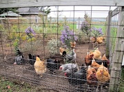 5th Oct 2012 - Pretty little chickens