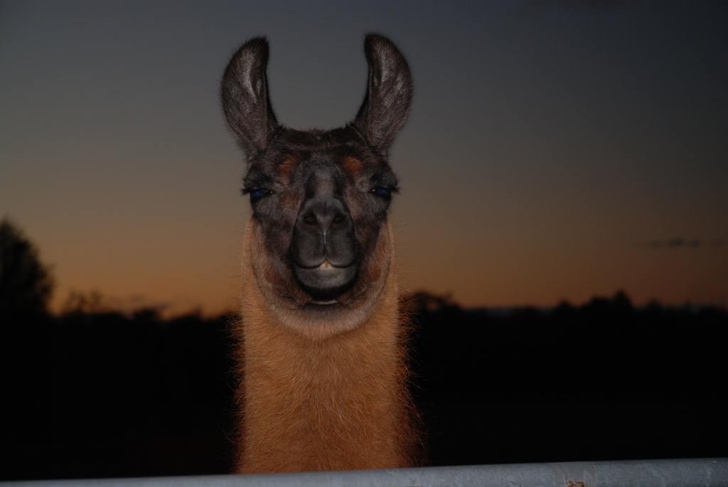 Joe the Llama by farmreporter