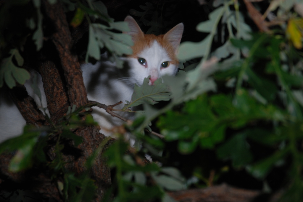 Cat up a tree by farmreporter