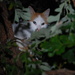 Cat up a tree by farmreporter