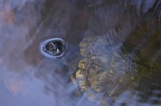 5th Oct 2012 - Turtle, Four Holes Swamp, South Carolina
