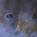 Turtle, Four Holes Swamp, South Carolina by congaree