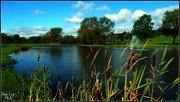 6th Oct 2012 - Bulrushes 