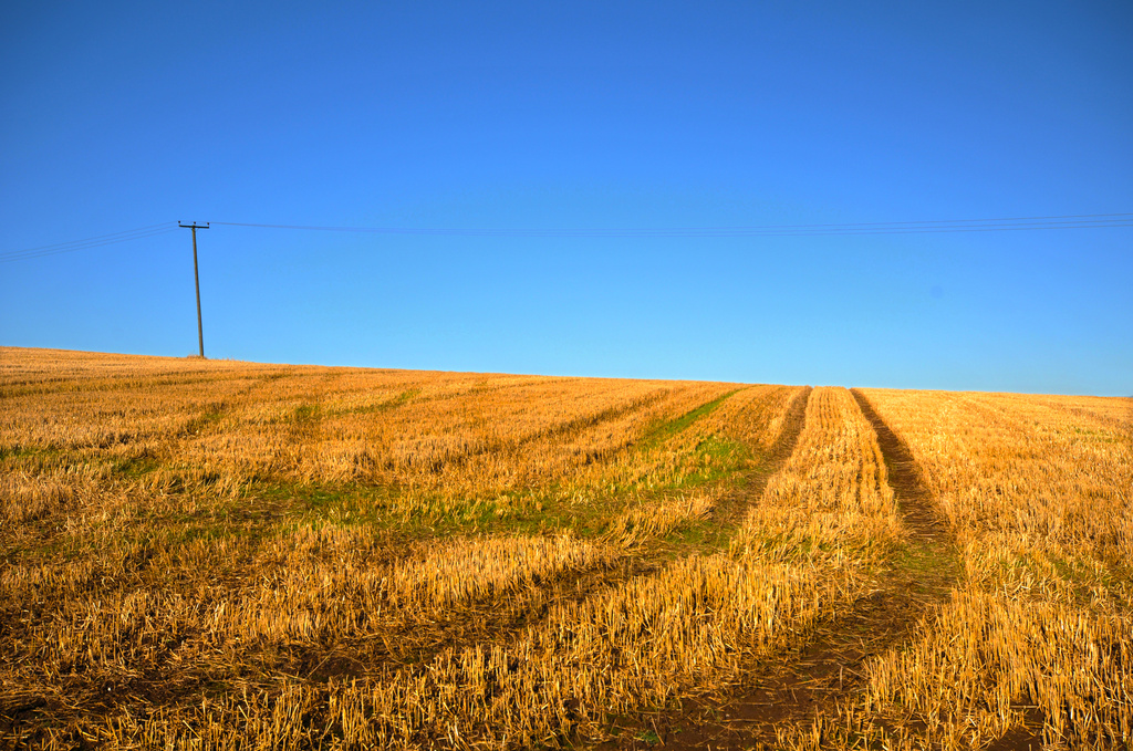 Blue sky and stubble field by seanoneill