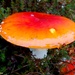 Mushroom. by darrenboyj
