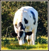 6th Oct 2012 - Cow