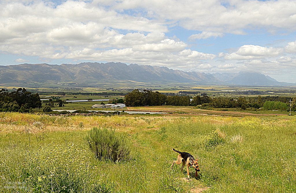 Tulbagh Valley View by salza