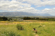 6th Oct 2012 - Tulbagh Valley View