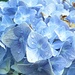 Blue hydrangea by madamelucy