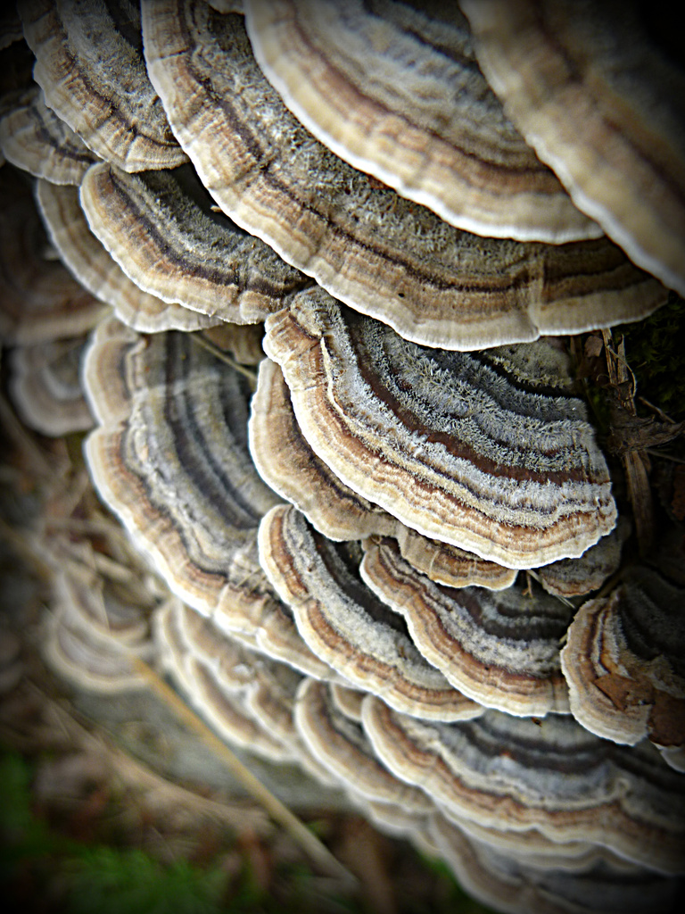 Frilly Fungus by calm