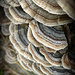 Frilly Fungus by calm