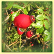 6th Oct 2012 - Raindrops on rose-hips