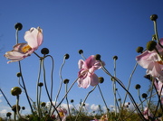 6th Oct 2012 - Flower heads above the clouds.