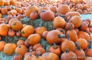 7th Oct 2012 - Pumpkins Everywhere
