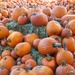 Pumpkins Everywhere by lynne5477