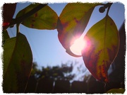 7th Oct 2012 - Dogwood Leaves