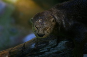 6th Oct 2012 - I Otter Take A Nap
