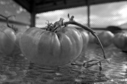 7th Oct 2012 - The Last Of The Tomatoes