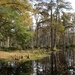 Sunday afternoon in Cypress Gardens, Berkeley County, SC (Panorama taken with my iPhone 4S using the 360 panorama app.)  Best viewed in large size. by congaree