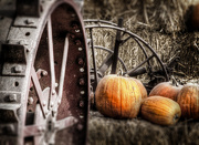 6th Oct 2012 - Pumpkin patch
