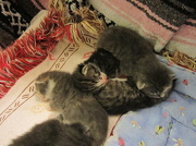 6th Oct 2012 - Pile of Kittens