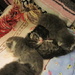 Pile of Kittens by pamelaf