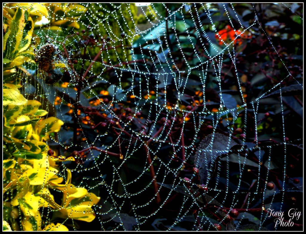 Web After The Rain by tonygig