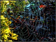 7th Oct 2012 - Web After The Rain