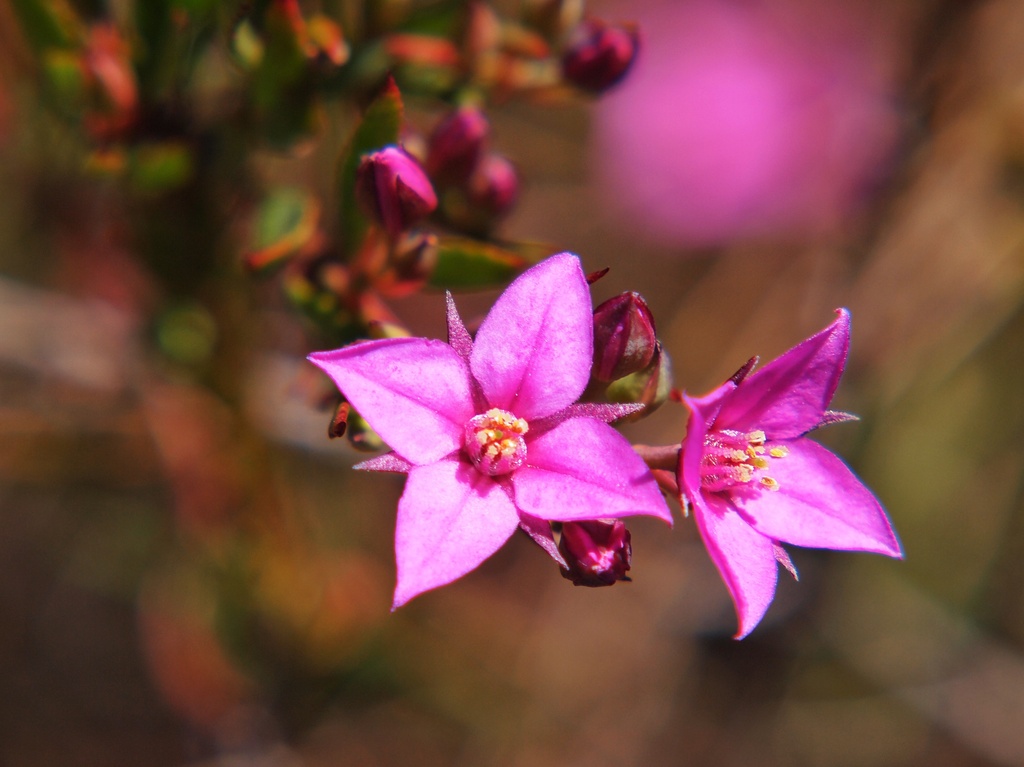 Pink botanica II by peterdegraaff