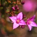 Pink botanica II by peterdegraaff