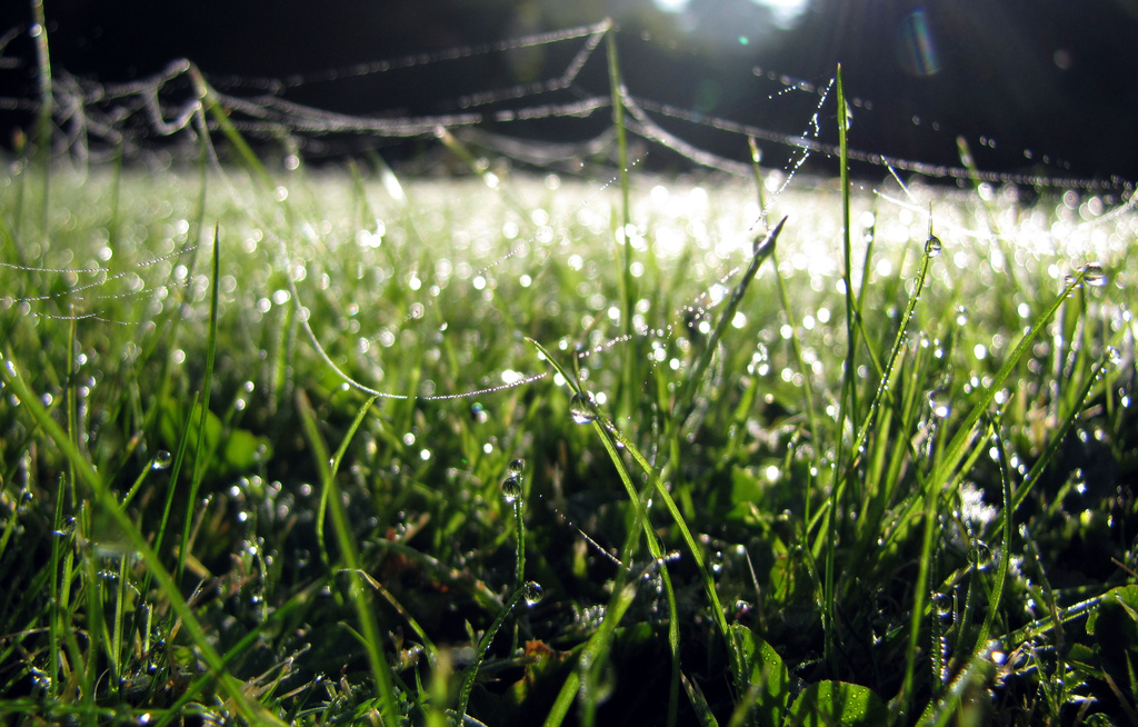 Dew On Grass (Oct 2012) by itsonlyart