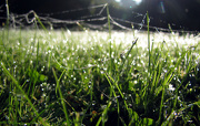 7th Oct 2012 - Dew On Grass (Oct 2012)