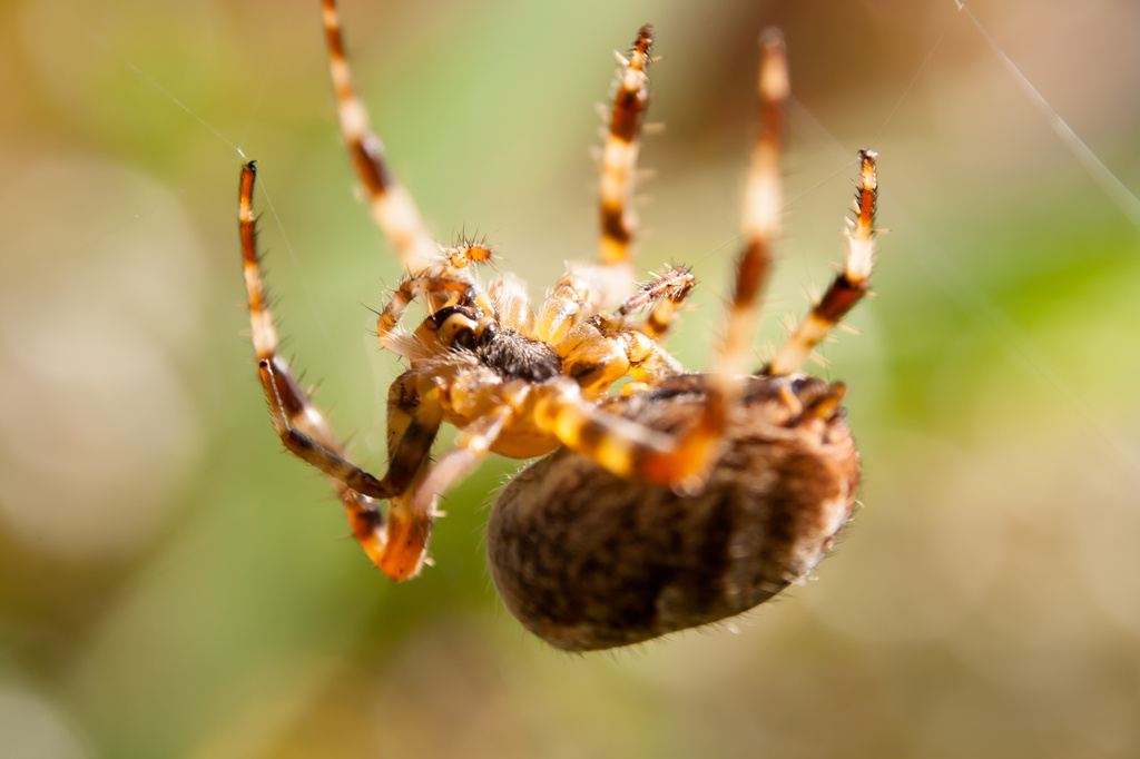 spider by peadar