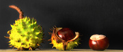 7th Oct 2012 - Conkers