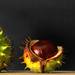 Conkers by seanoneill