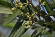 6th Oct 2012 - olives