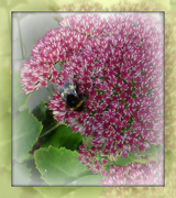 6th Oct 2012 - bee and sedum
