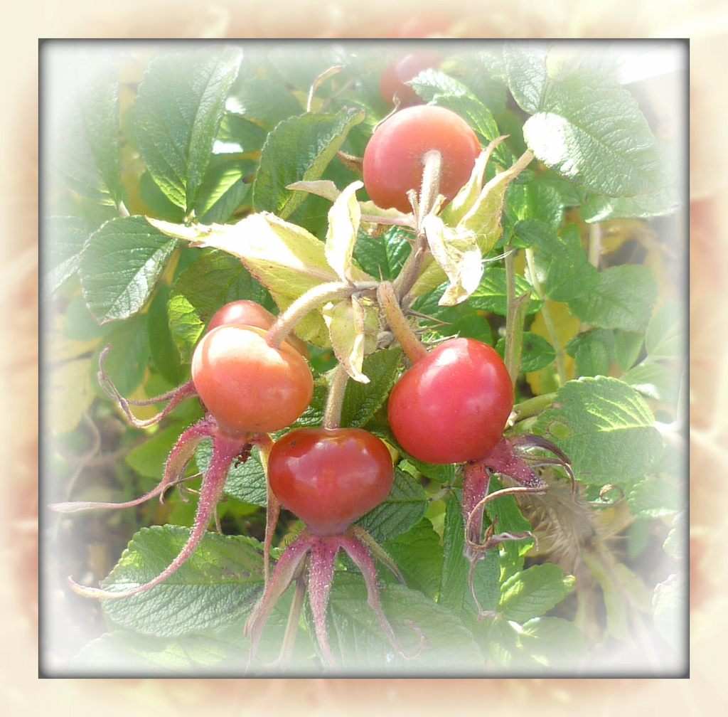 rose hips by sarah19