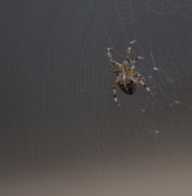 2nd Oct 2012 - Web of intrigue