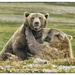Brown Bear Siblings by pixelchix