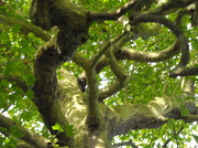 7th Oct 2012 - Sycamore tree...