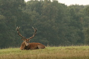 7th Oct 2012 - stag