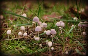 6th Oct 2012 - Mushroom Village