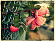 5th Oct 2012 - Alley Rose