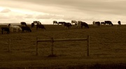 8th Oct 2012 - Late Afternoon Grazing